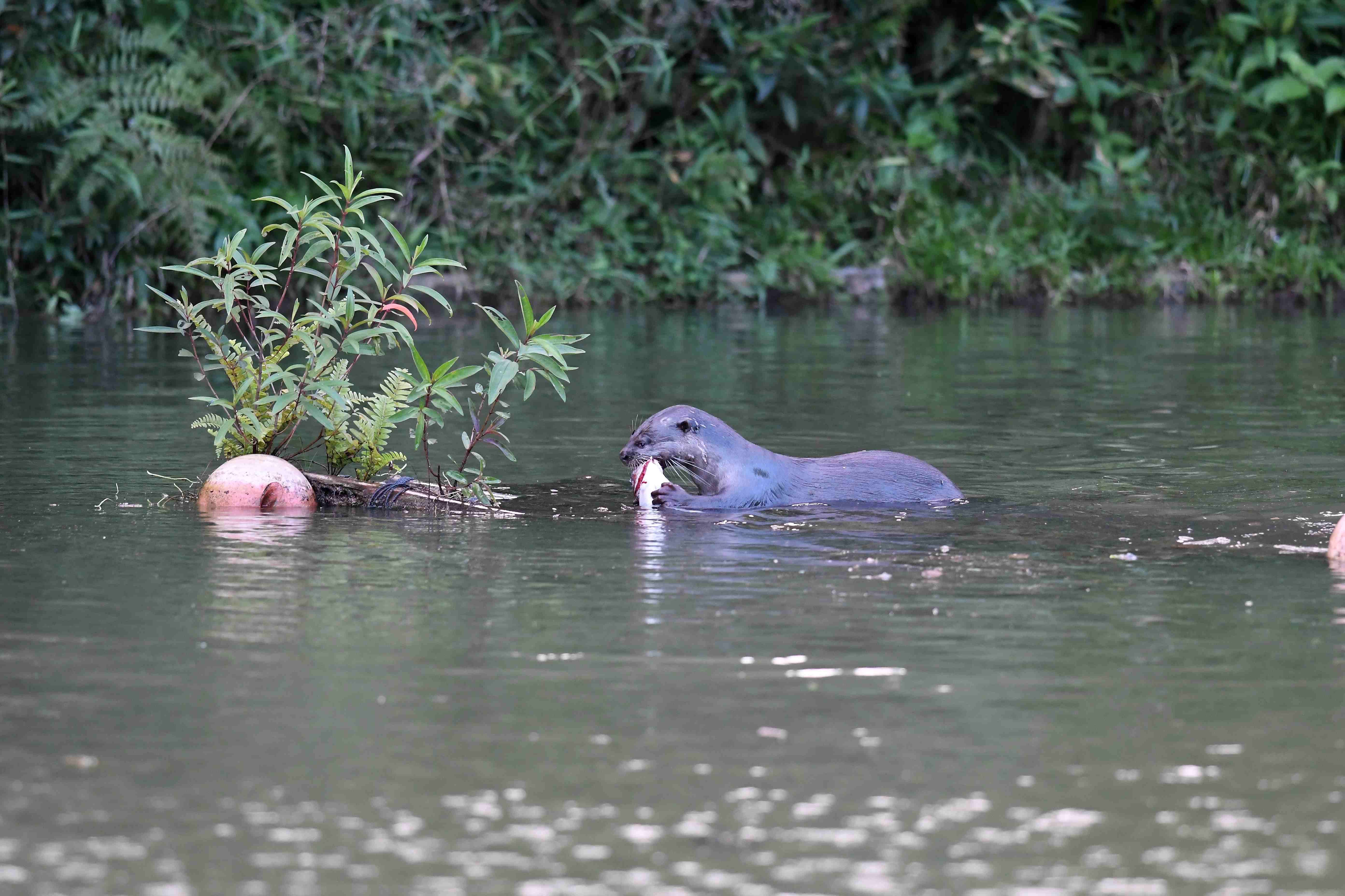 An otter eating fish in the pond.